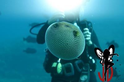 Pufferfish