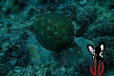 Turtle